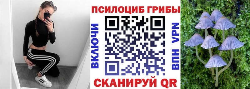 где найти Кашира Псилоцибиновые грибы Psilocybe